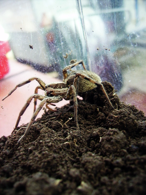 Un aiutino.. (hogna radiata)